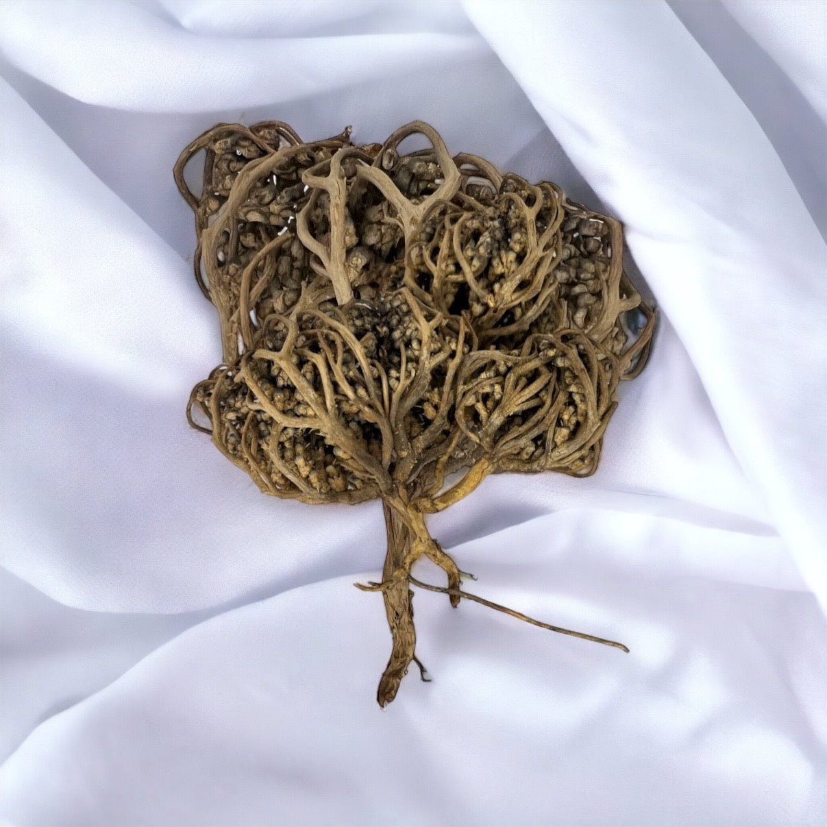 Fleur de Jericho (moyenne)